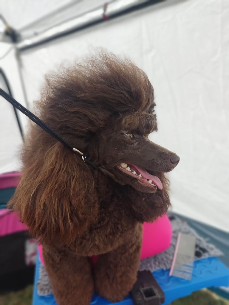 Le Royaume De Loz'ayre Very pretty brown