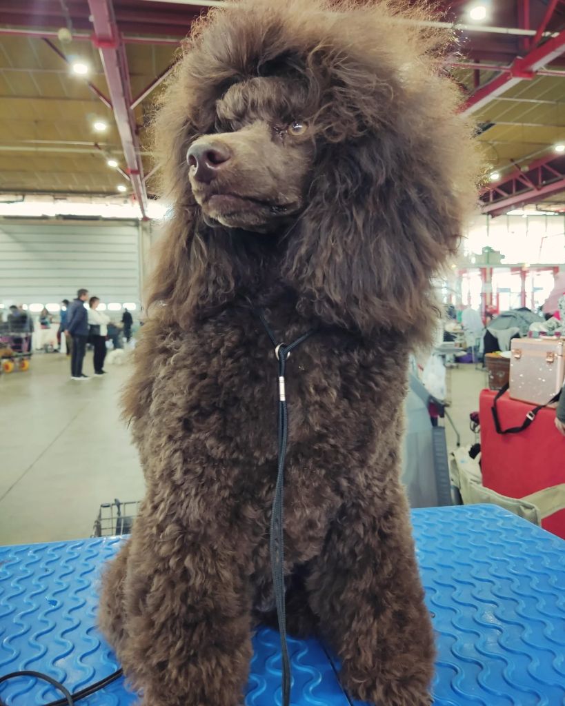 Le Royaume De Loz'ayre Velvet beautiful brown