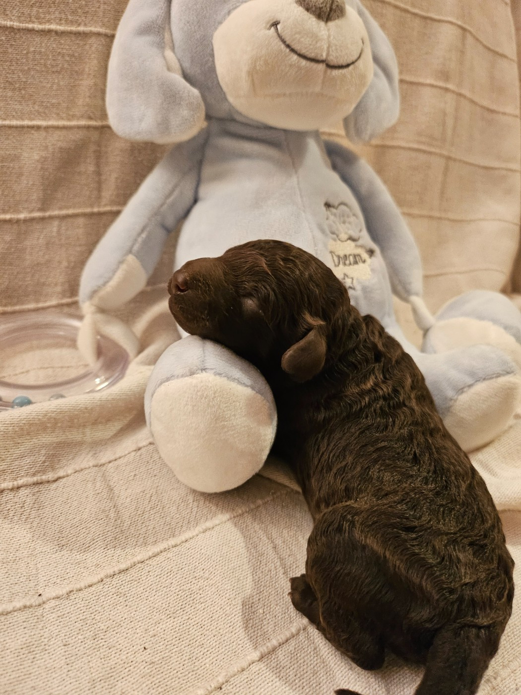 Le Royaume De Loz'ayre - Chiots disponibles - Caniche