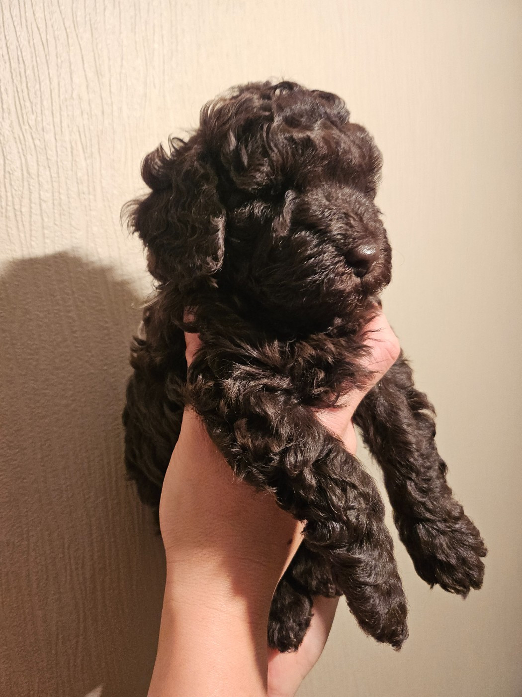 Le Royaume De Loz'ayre - Chiots disponibles - Caniche